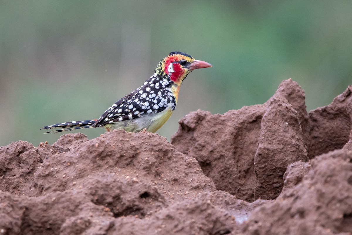 Red-and-yellow Barbet - ML634464071