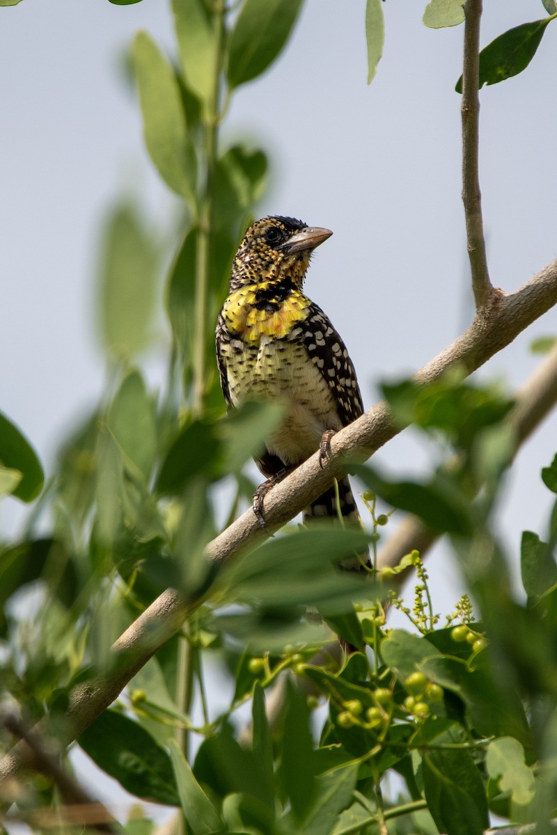 D'Arnaud's Barbet - ML634464081