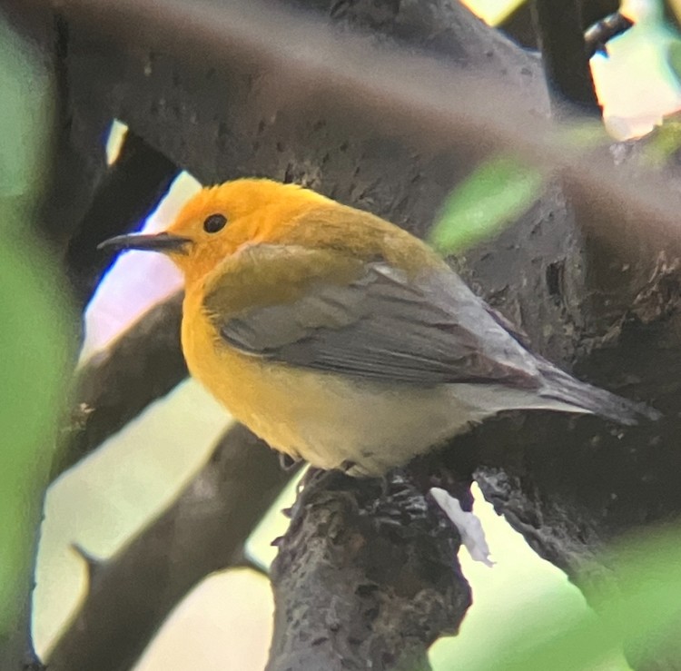 Prothonotary Warbler - ML634464085