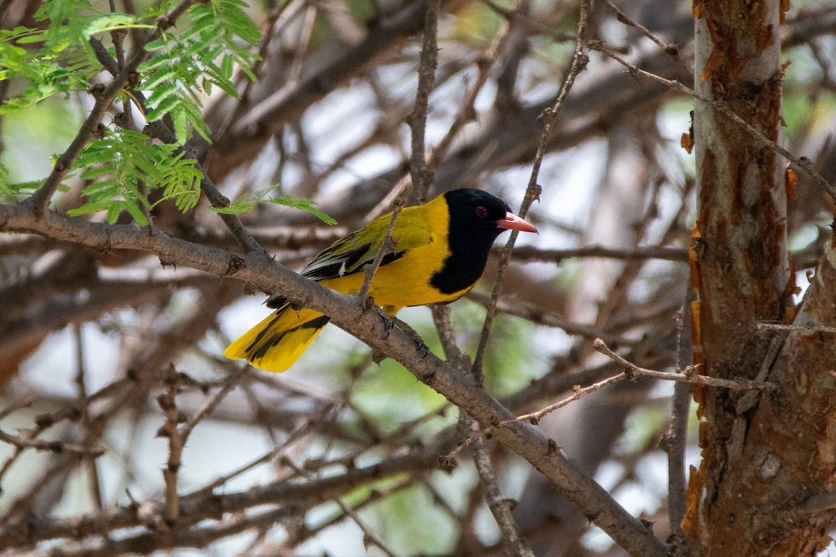 African Black-headed Oriole - ML634464123