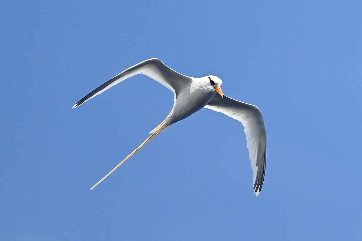 White-tailed Tropicbird - ML634464148