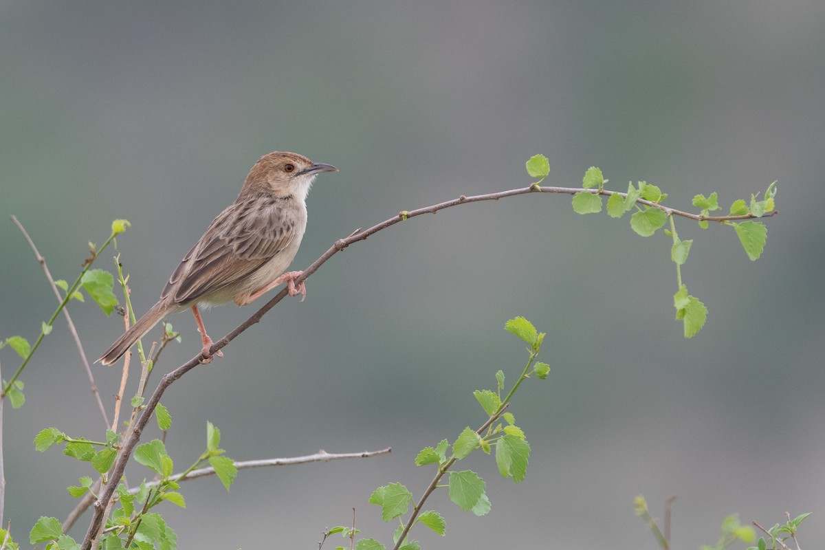 Rattling Cisticola - ML634464153