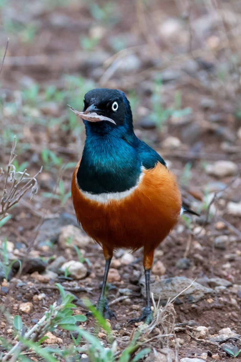栗頭麗椋鳥 - ML634464185