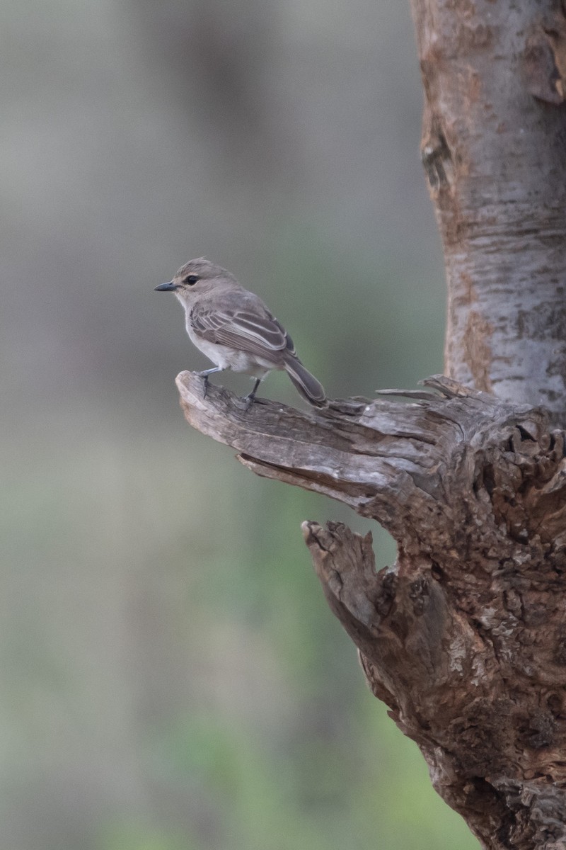 African Gray Flycatcher - ML634464199