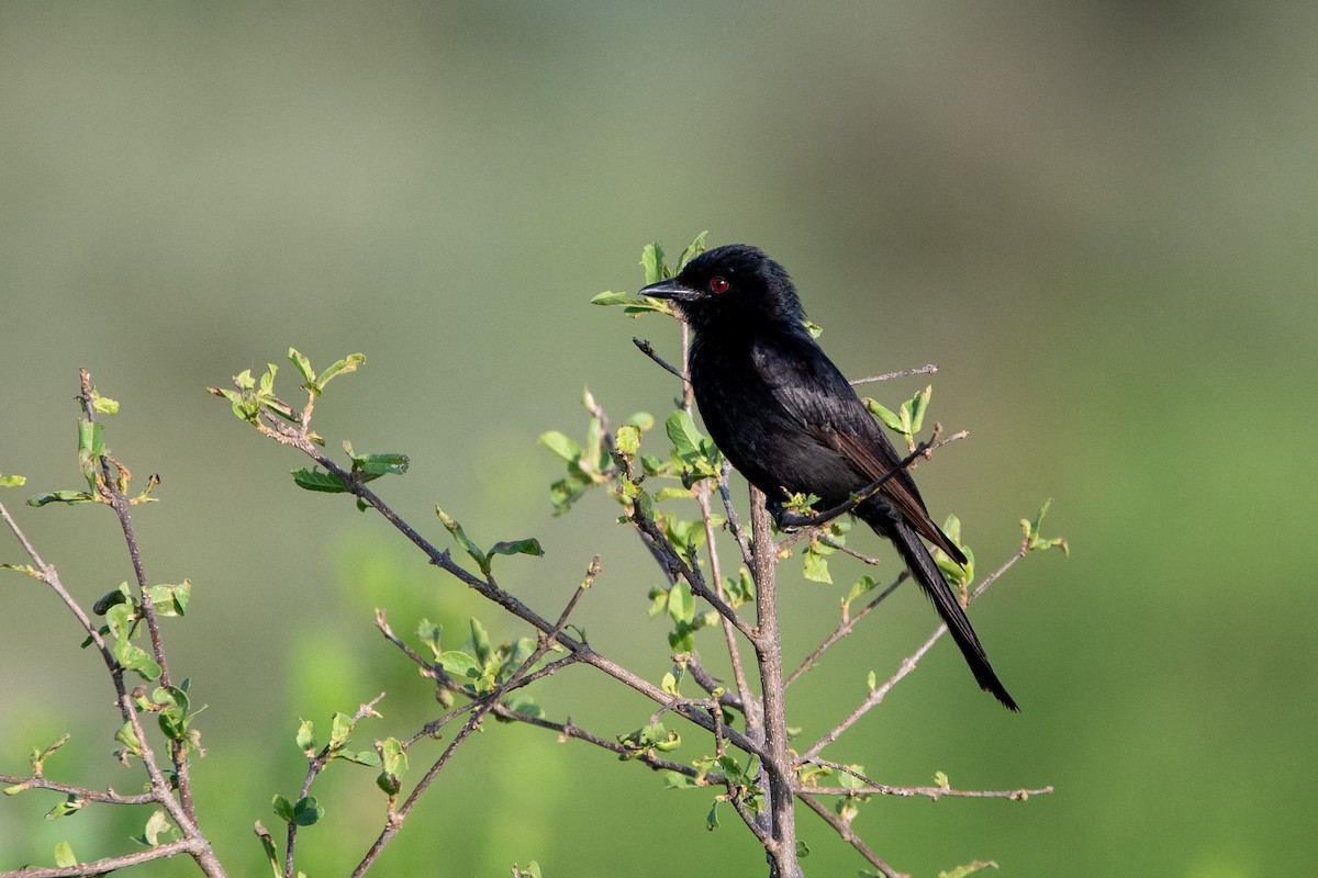 Southern Black-Flycatcher - ML634464203