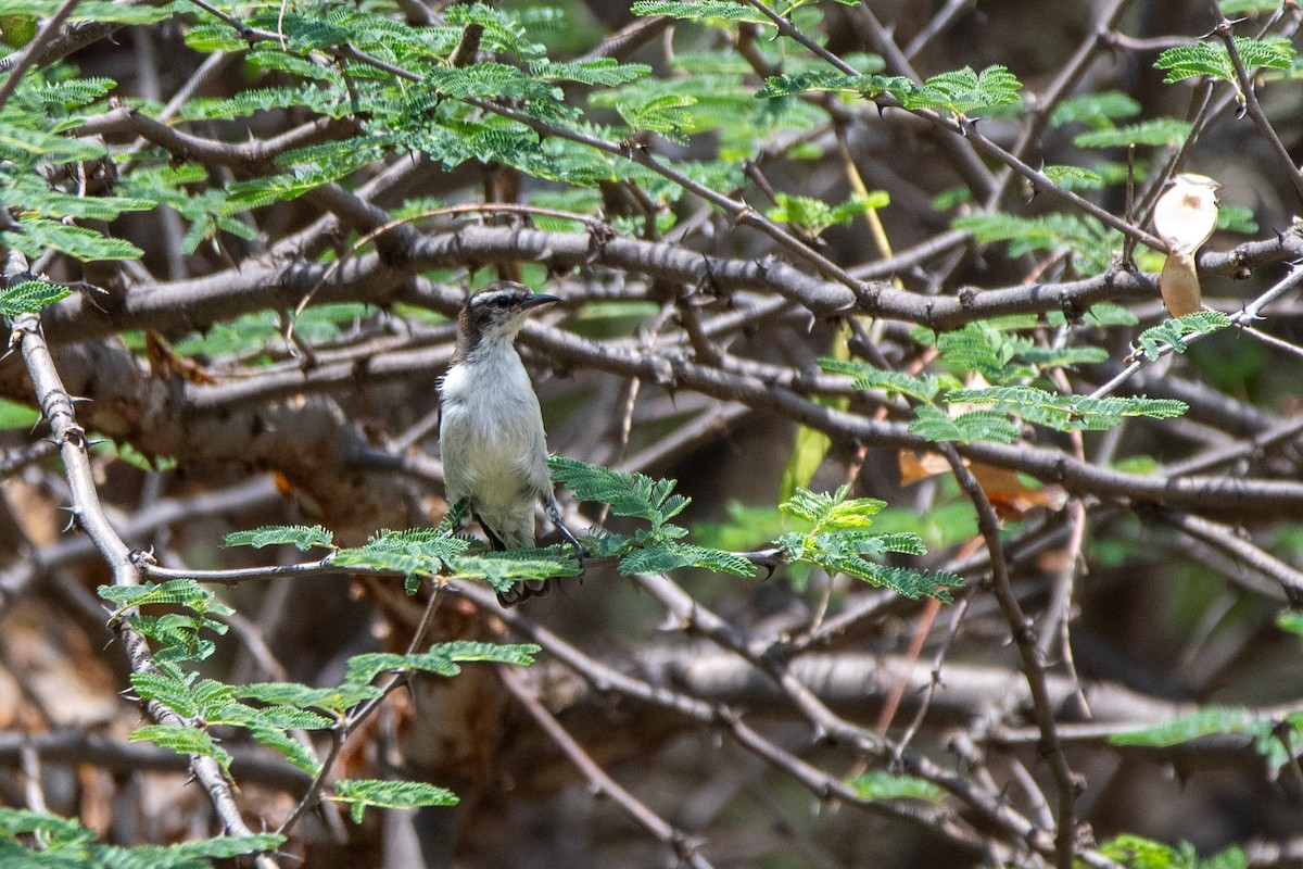 Eastern Violet-backed Sunbird - ML634464209