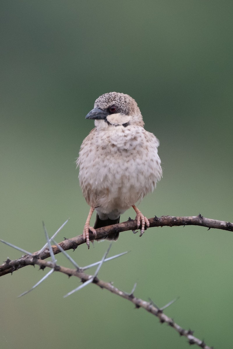 Donaldson Smith's Sparrow-Weaver - ML634464228