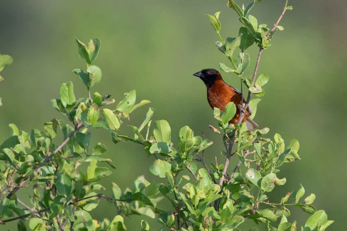 Chestnut Weaver - ML634464268