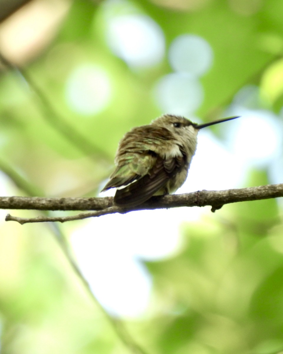 Black-chinned Hummingbird - ML634464366