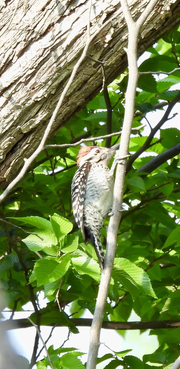 Ladder-backed Woodpecker - ML634464381