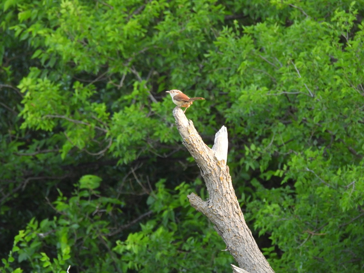 Carolina Wren - ML634464399