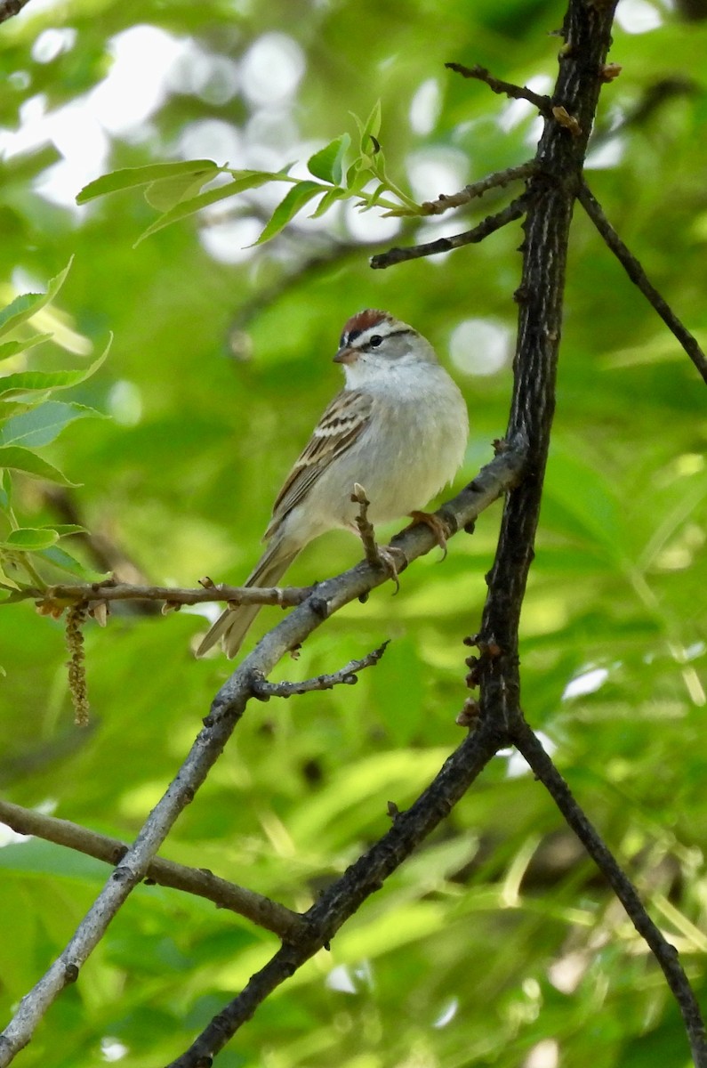 Chipping Sparrow - ML634464406
