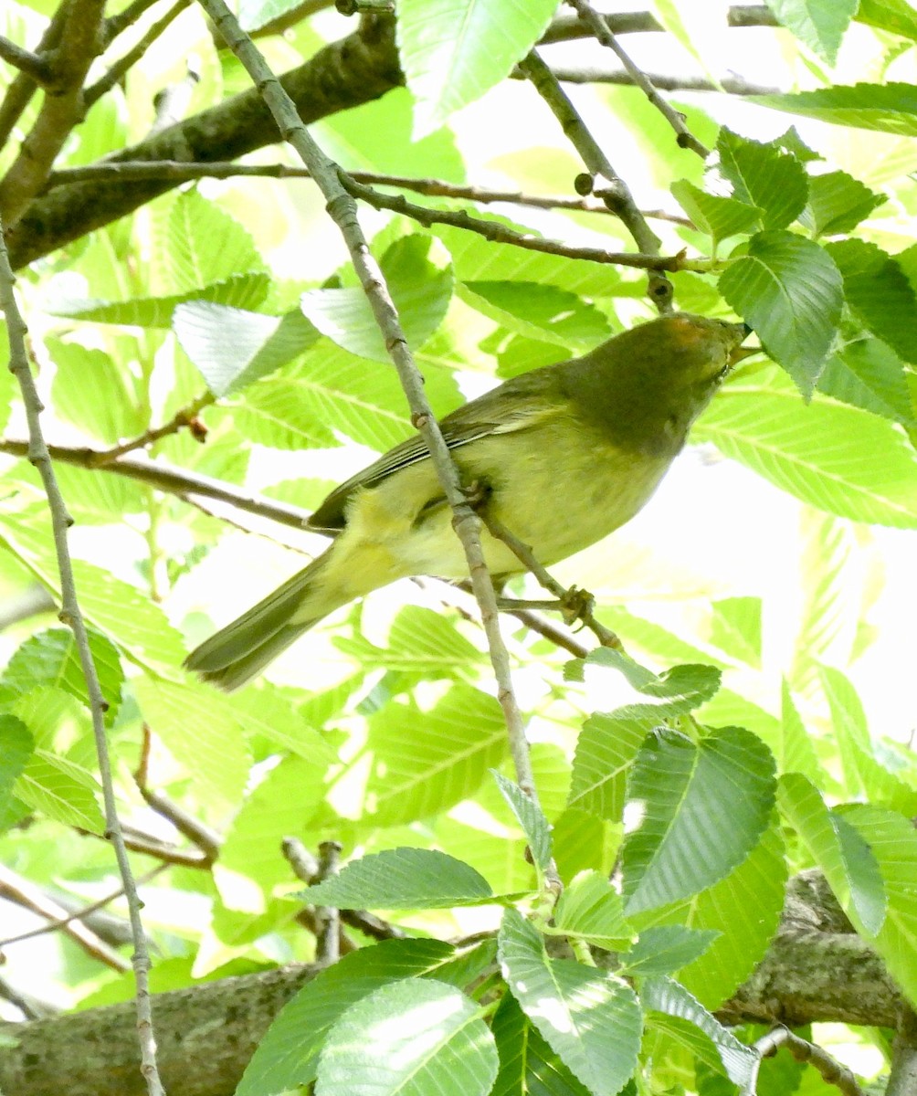 Orange-crowned Warbler - ML634464418
