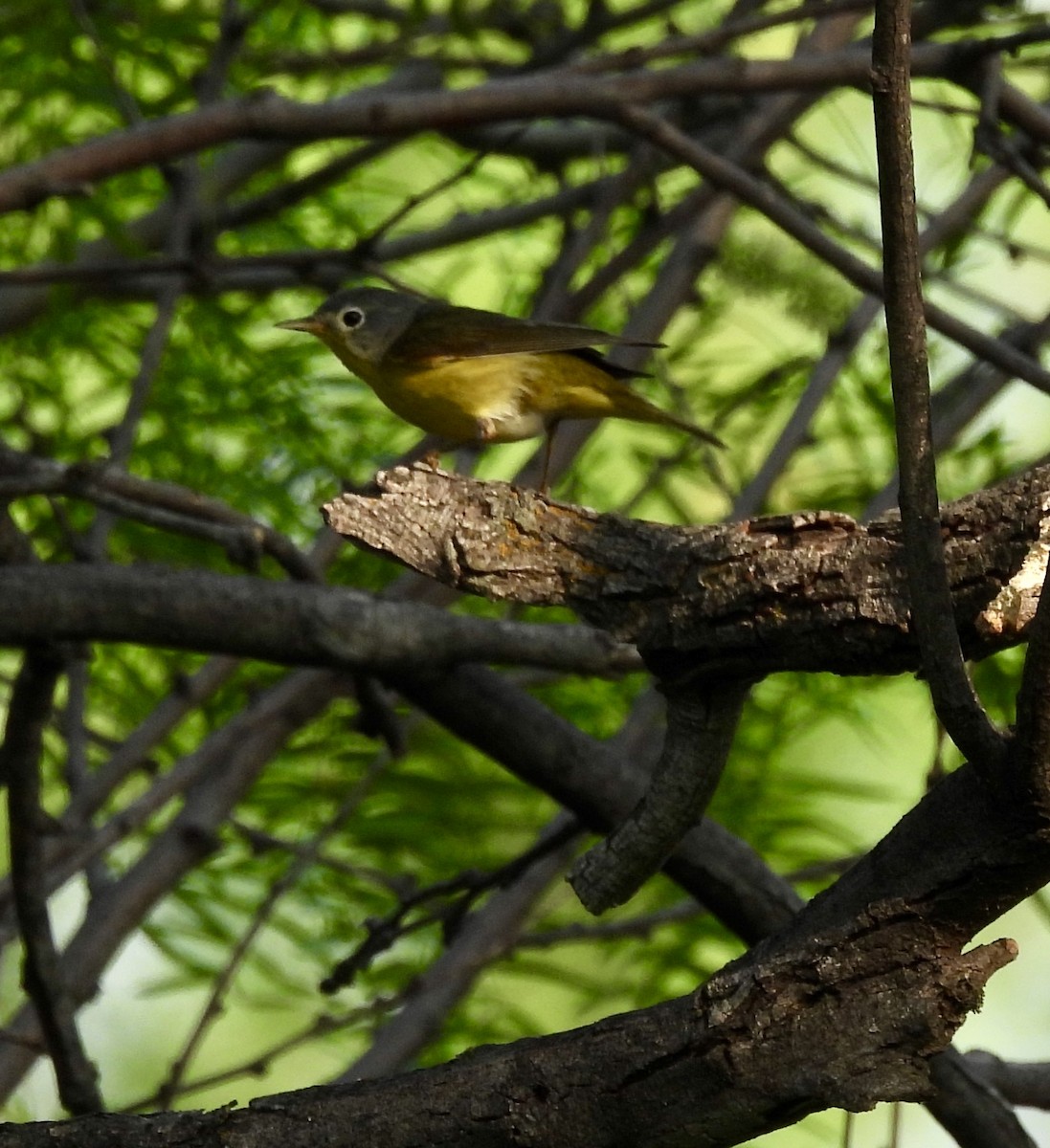 Nashville Warbler - ML634464431