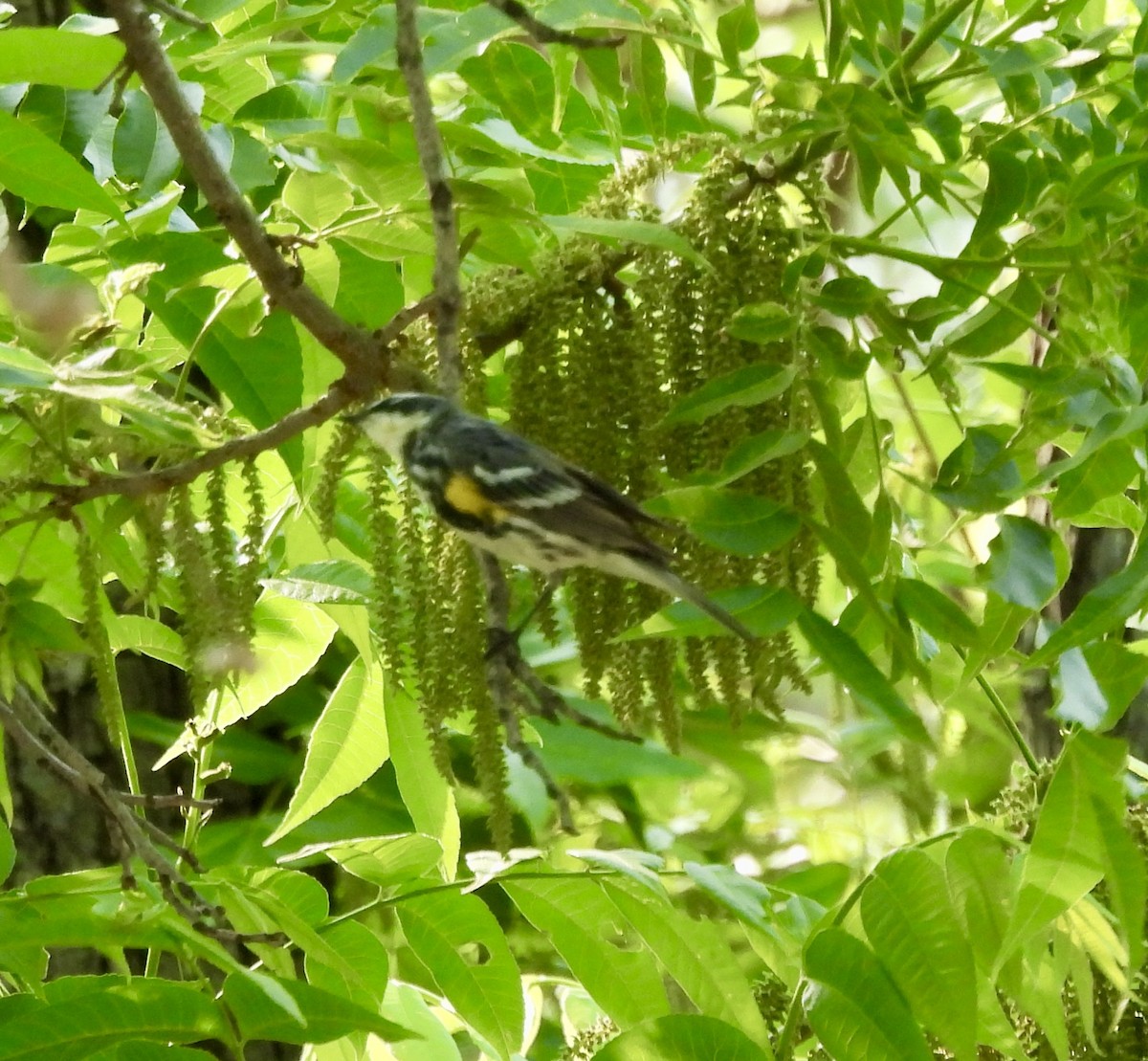 Yellow-rumped Warbler - ML634464436