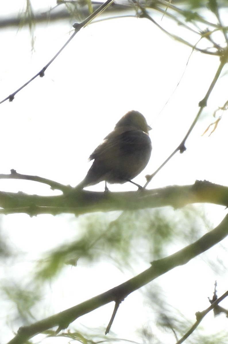 Indigo Bunting - ML634464448