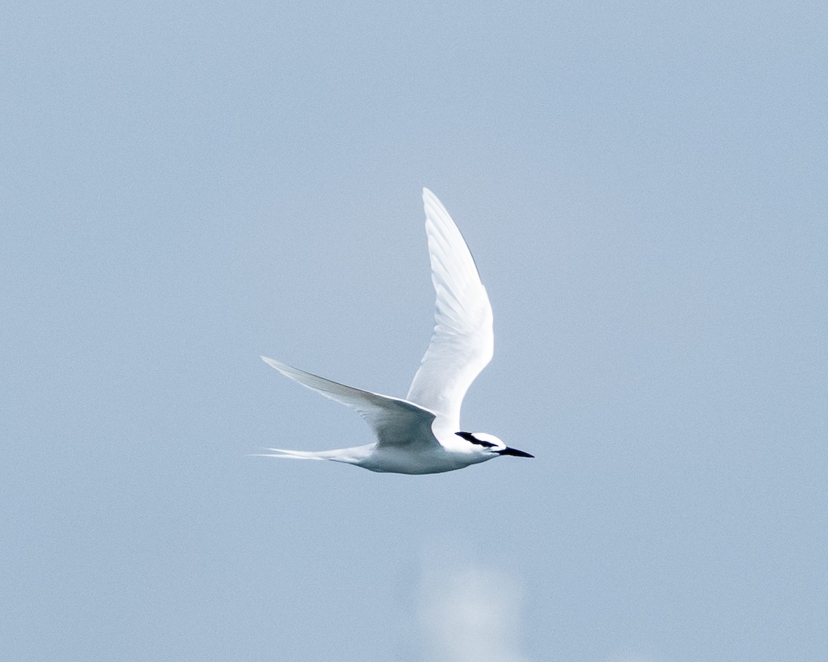 Black-naped Tern - ML634464464