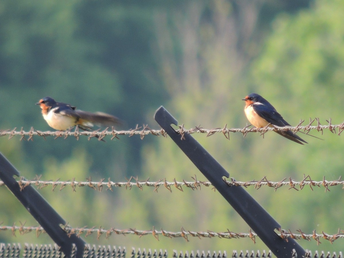 Barn Swallow - ML634464482