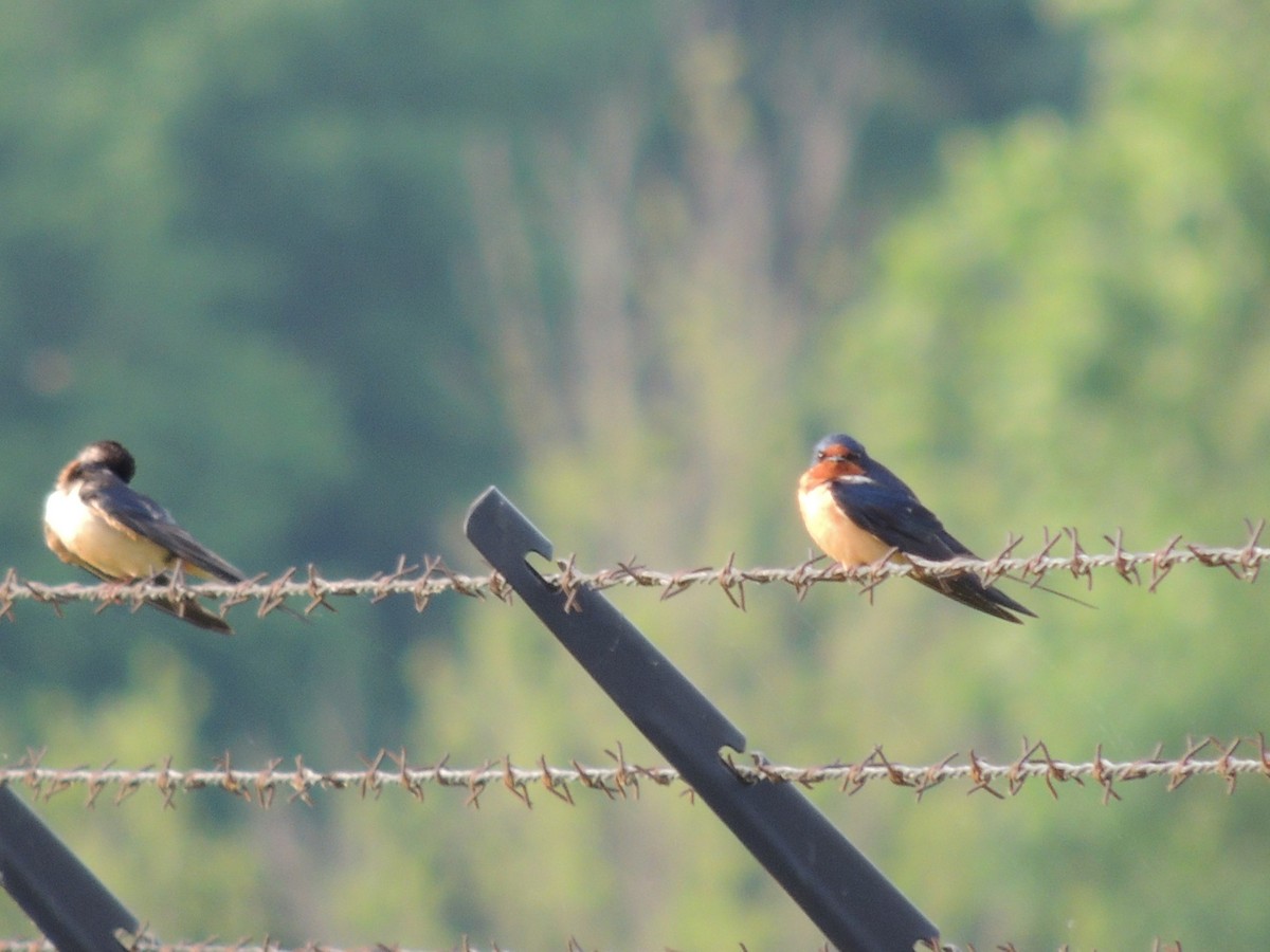 Barn Swallow - ML634464486