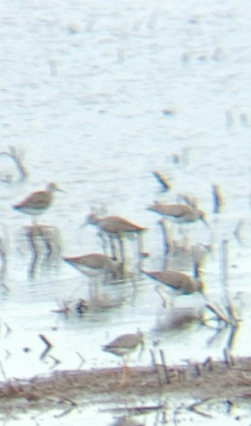 Lesser Yellowlegs - ML634464654
