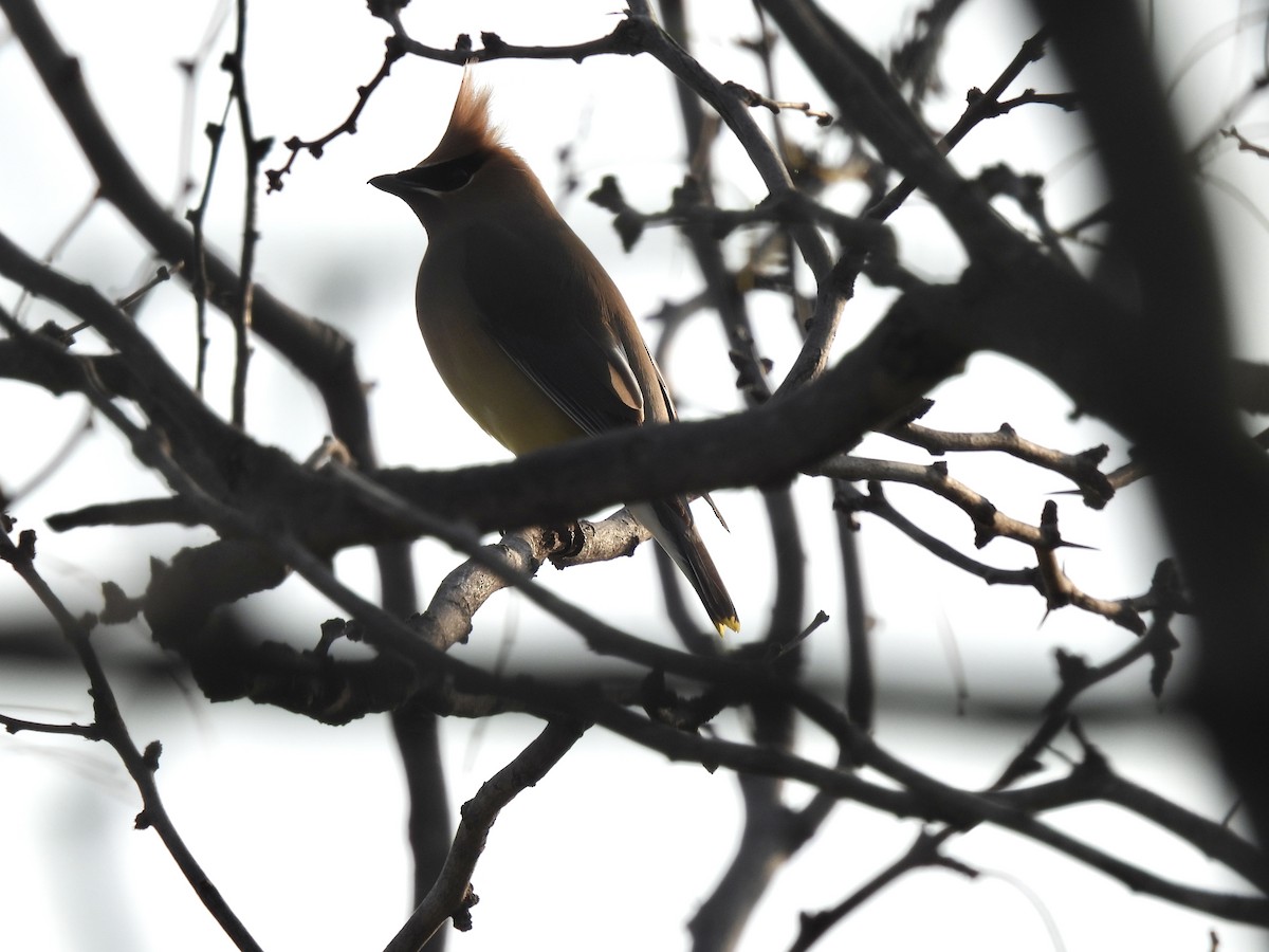 Cedar Waxwing - ML634464668