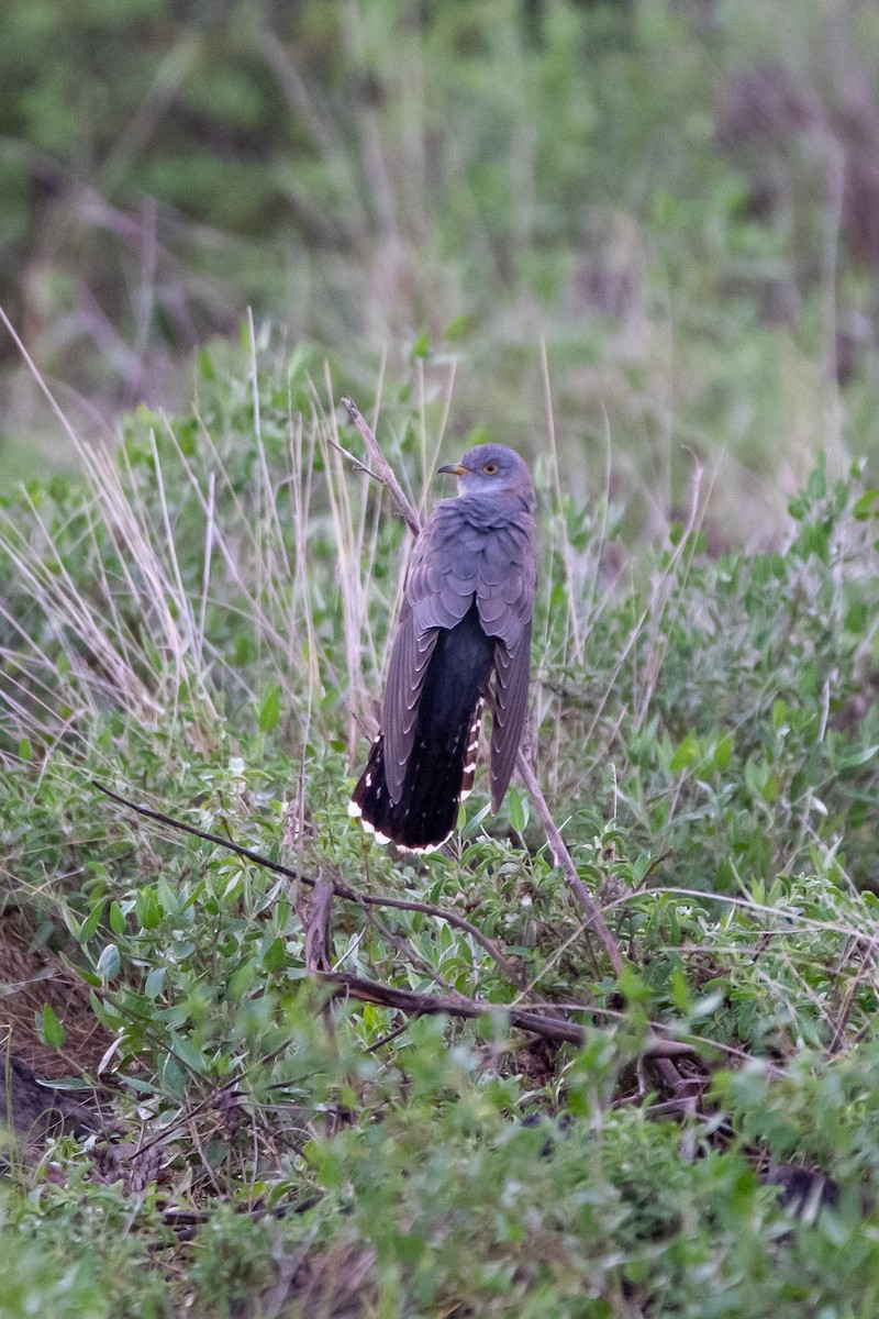 Хөхөөний тодорхойгүй зүйл - ML634464711