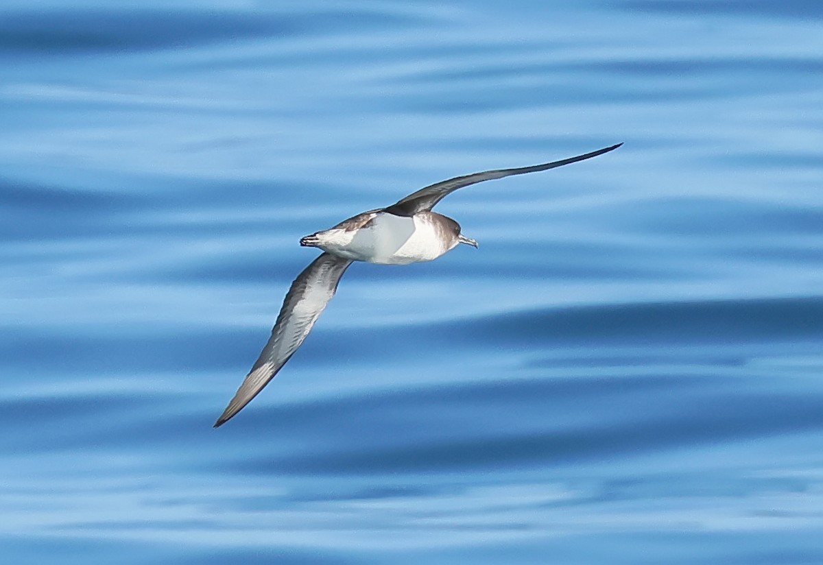 Hutton's Shearwater - ML634464789