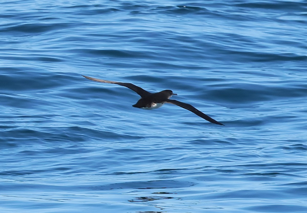 Hutton's Shearwater - ML634464790