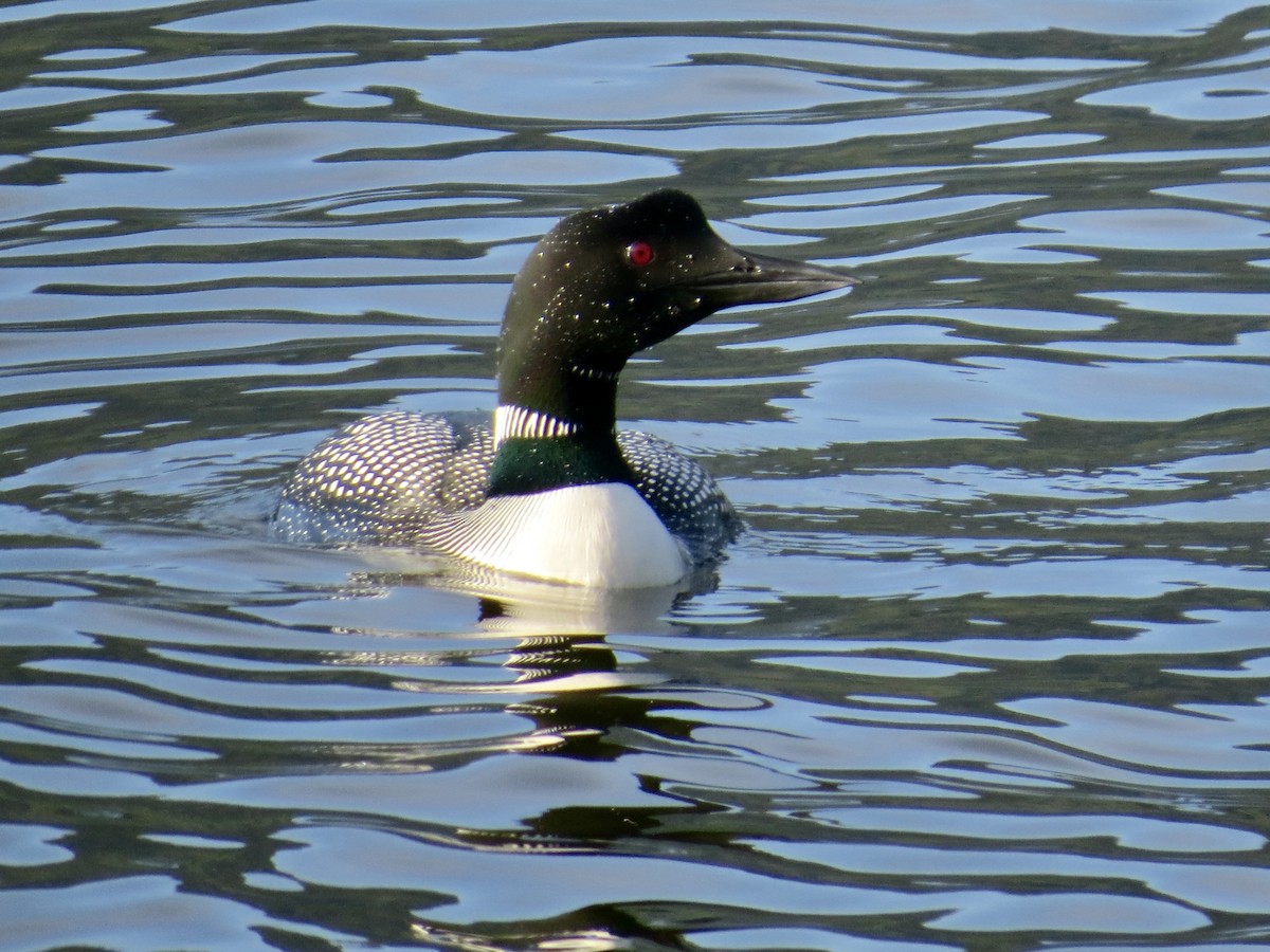 Common Loon - ML634464861