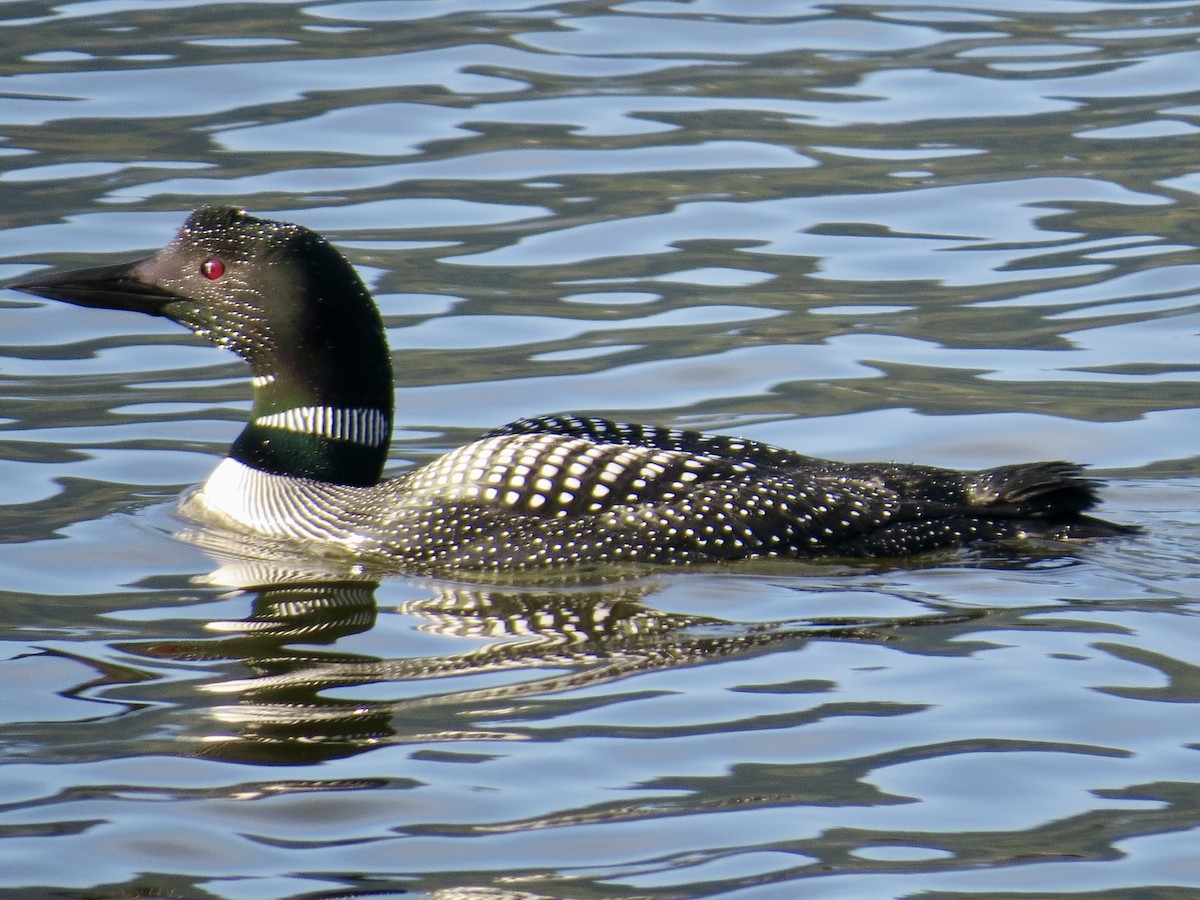 Common Loon - ML634464871