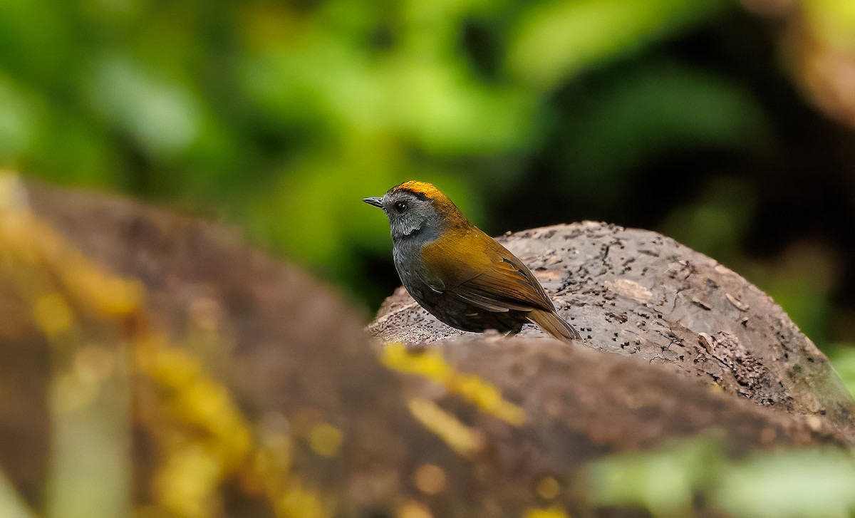 Wrenthrush - ML634464920