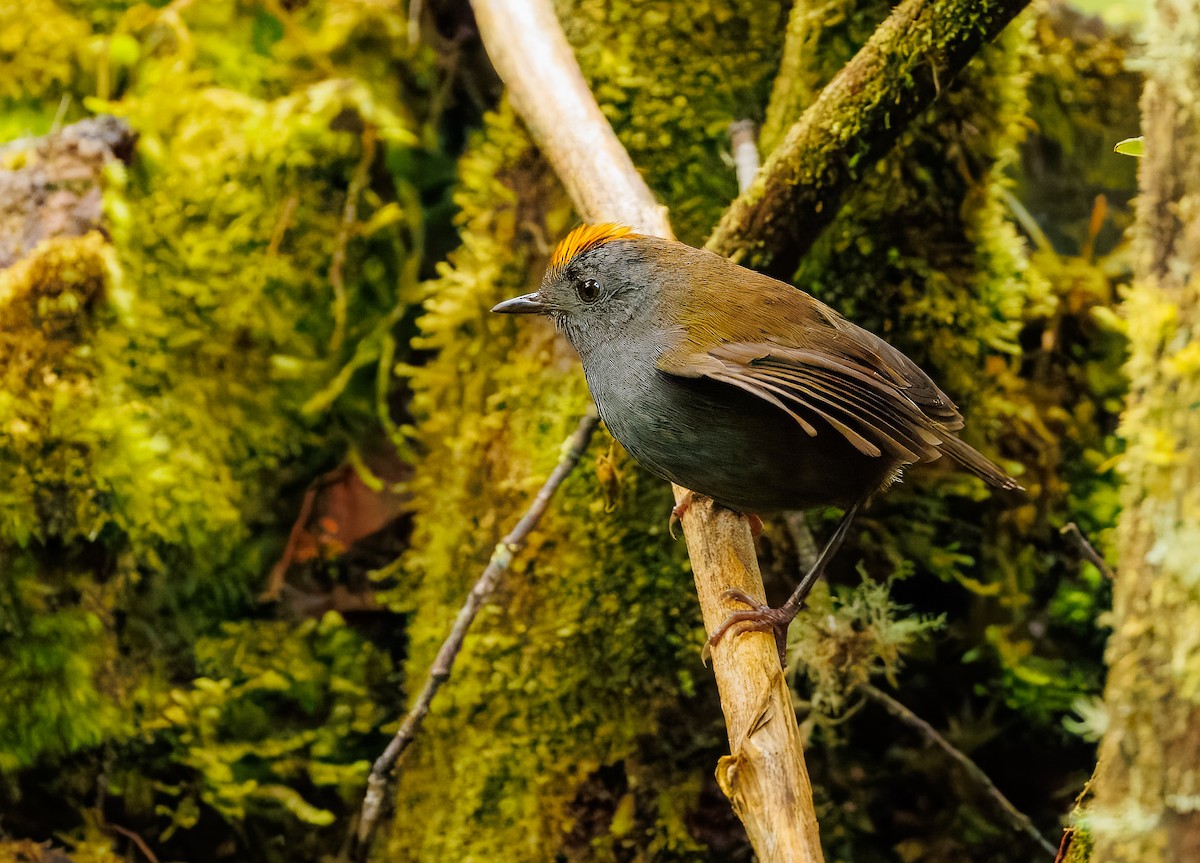 Wrenthrush - ML634464921