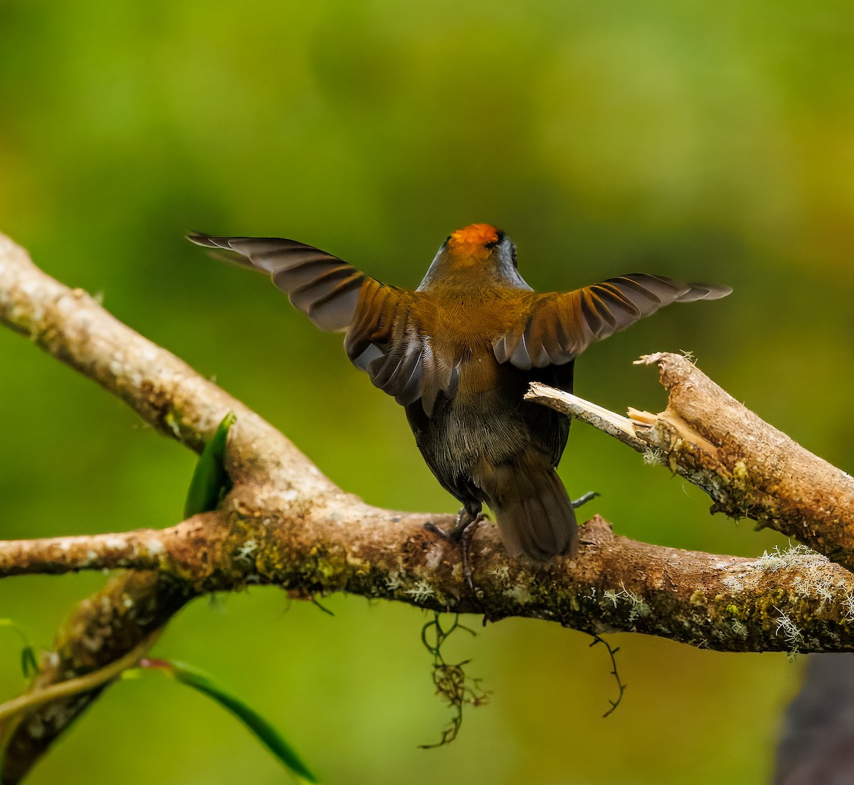 Wrenthrush - ML634464923