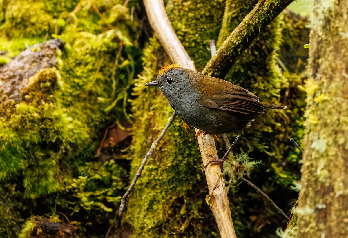 Wrenthrush - ML634464924