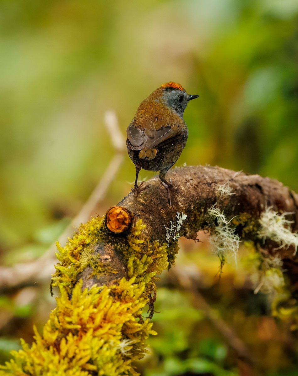 Wrenthrush - ML634464925