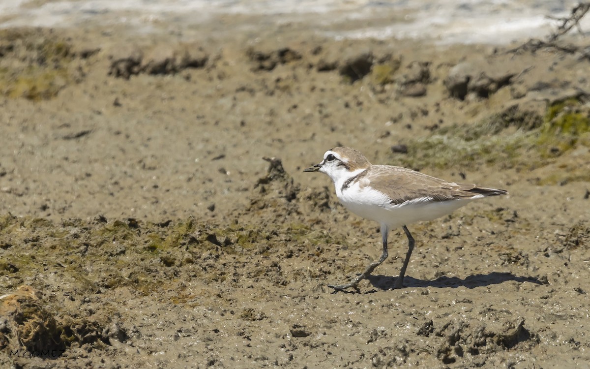 Kentish Plover - ML634464976