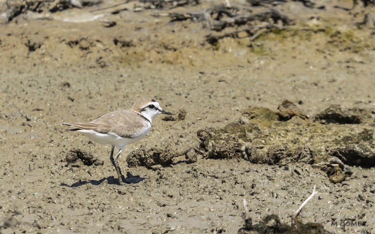 Kentish Plover - ML634464977