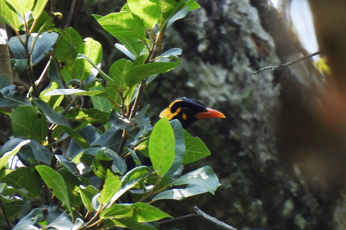 Southern Hill Myna - ML634465056