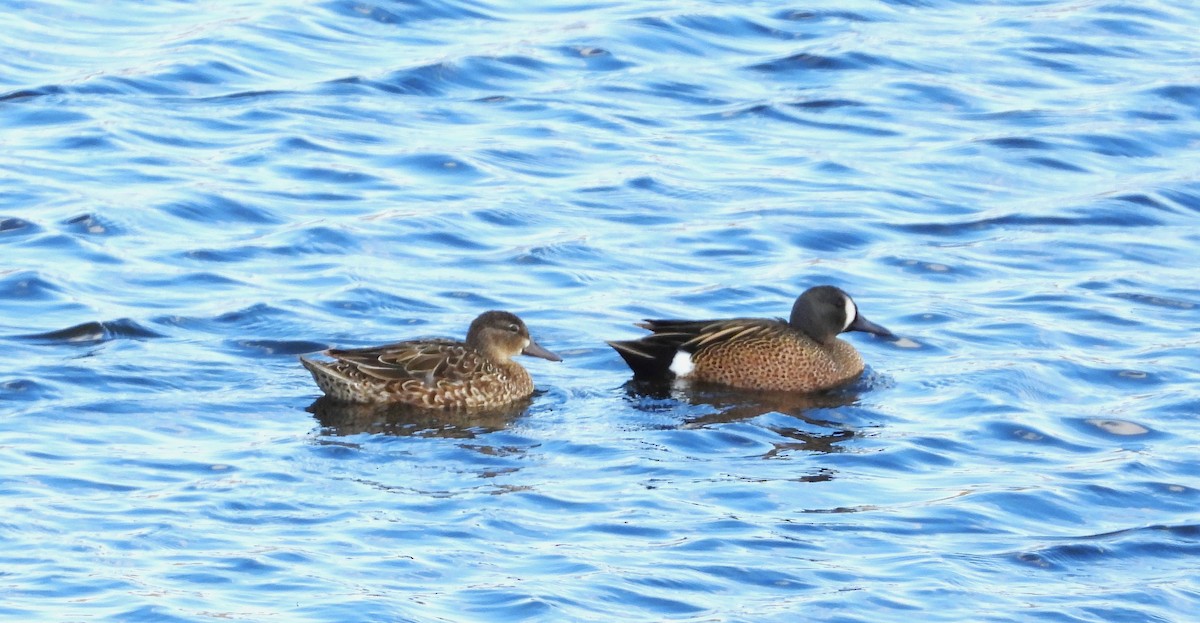 Blue-winged Teal - ML634465065