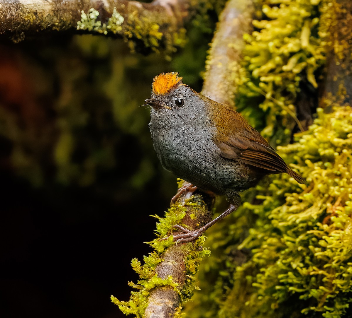 Wrenthrush - ML634465076