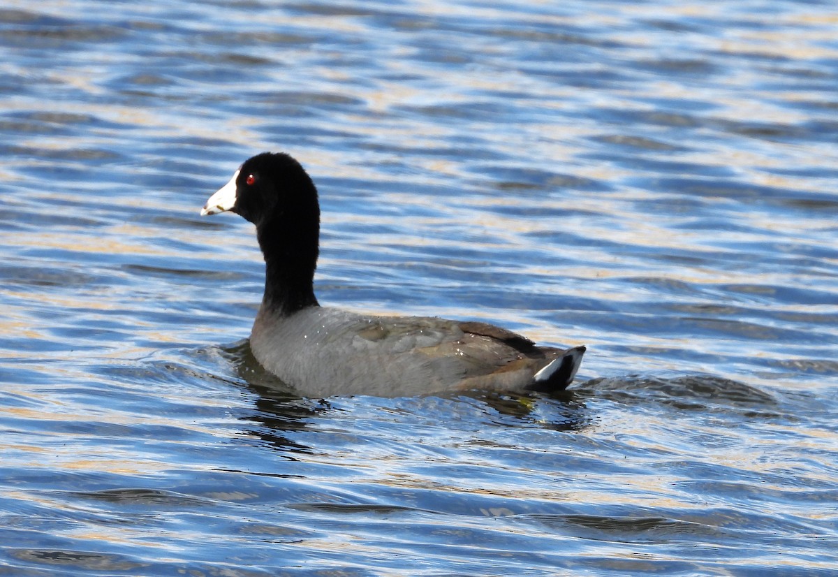 American Coot - ML634465123
