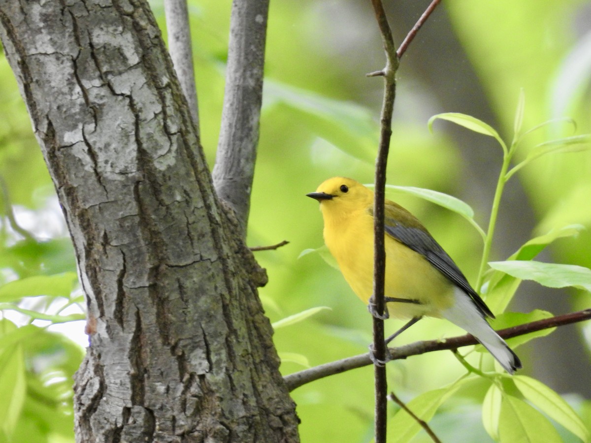 Prothonotary Warbler - ML634465132