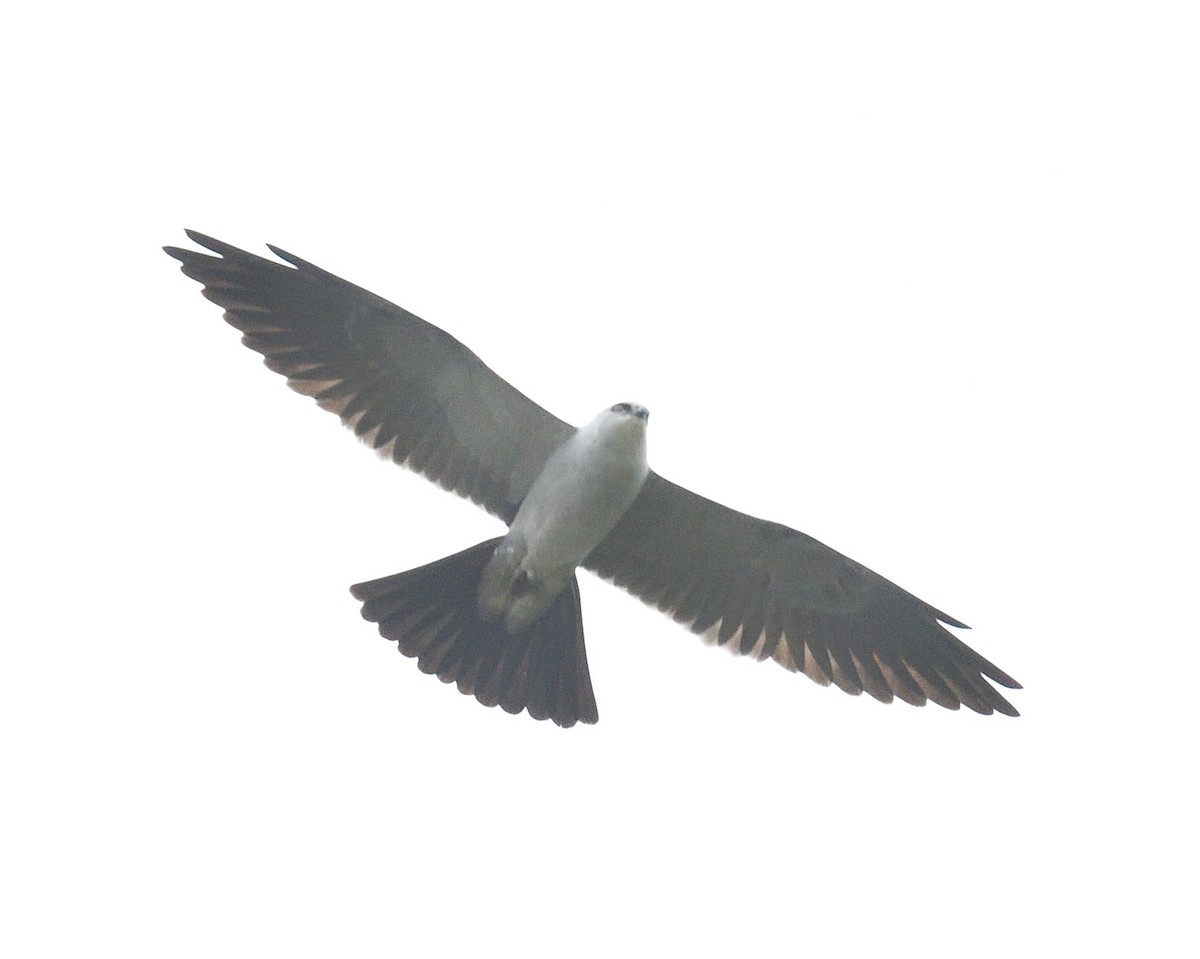 Mississippi Kite - ML634465139
