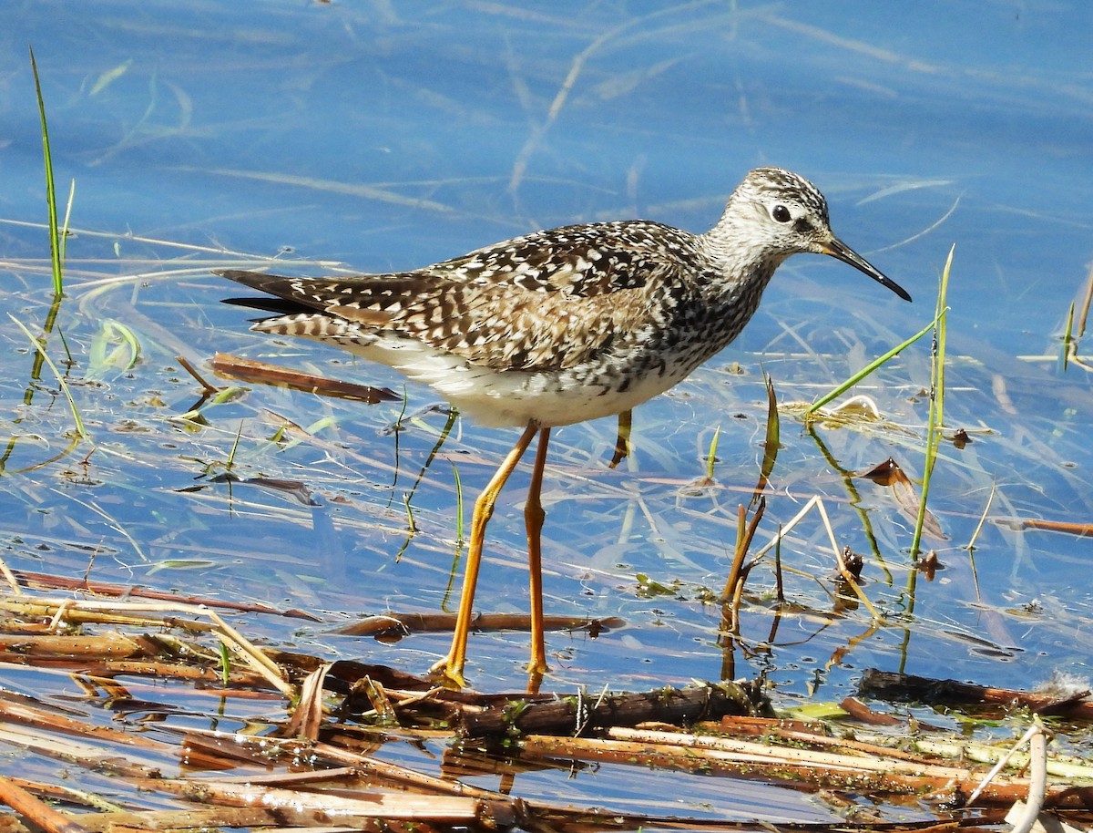 Lesser Yellowlegs - ML634465141