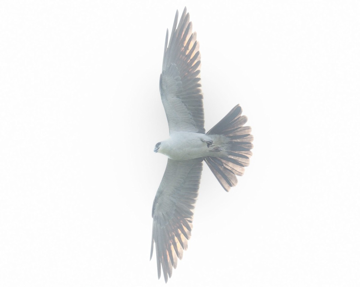 Mississippi Kite - ML634465166