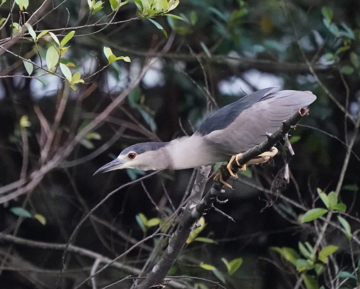 Black-crowned Night Heron - ML634465217