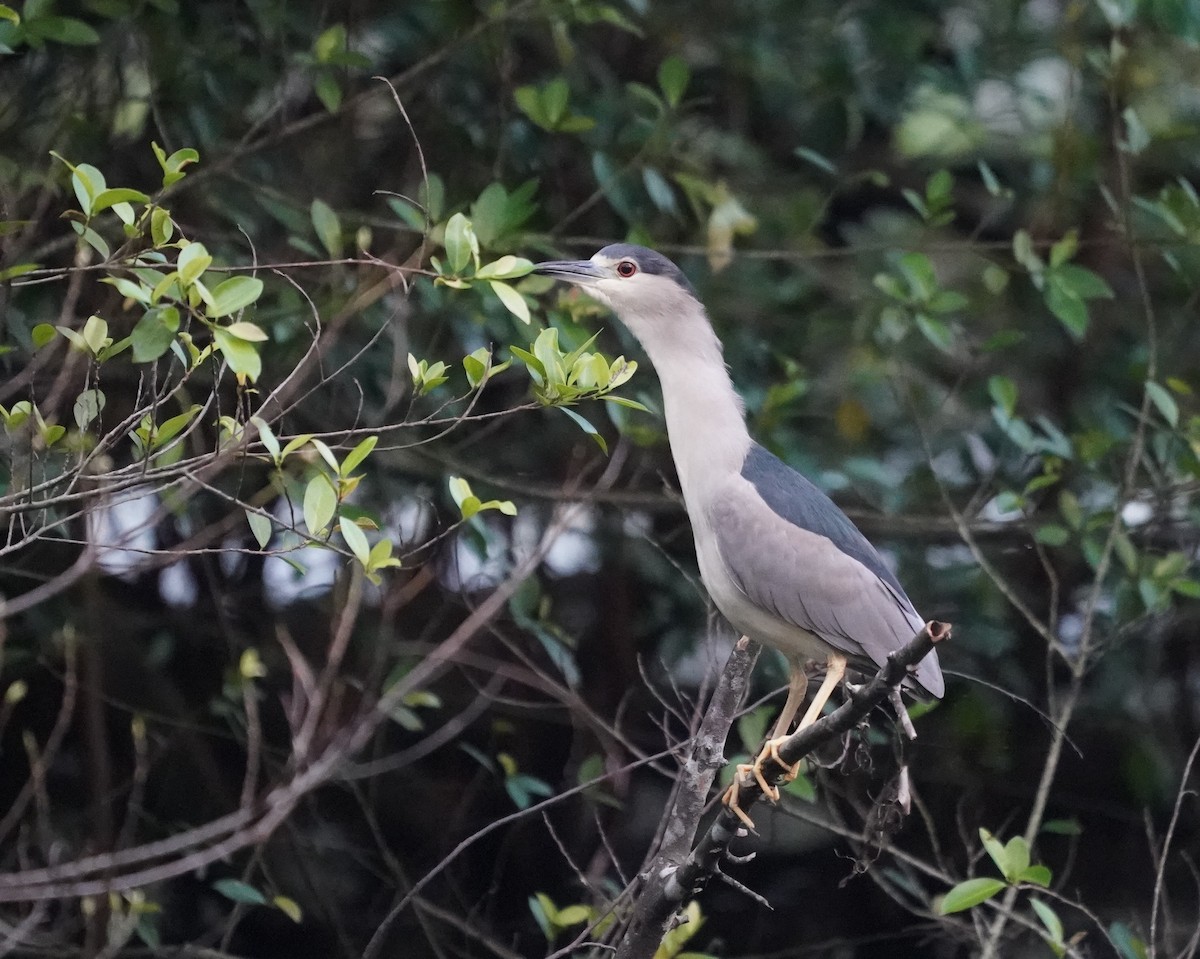 Black-crowned Night Heron - ML634465218