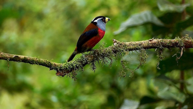 Toucan Barbet - ML634465229
