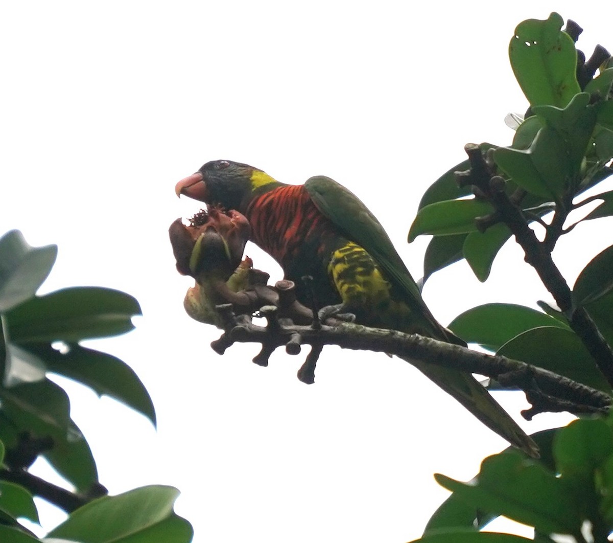 Coconut Lorikeet - ML634465238