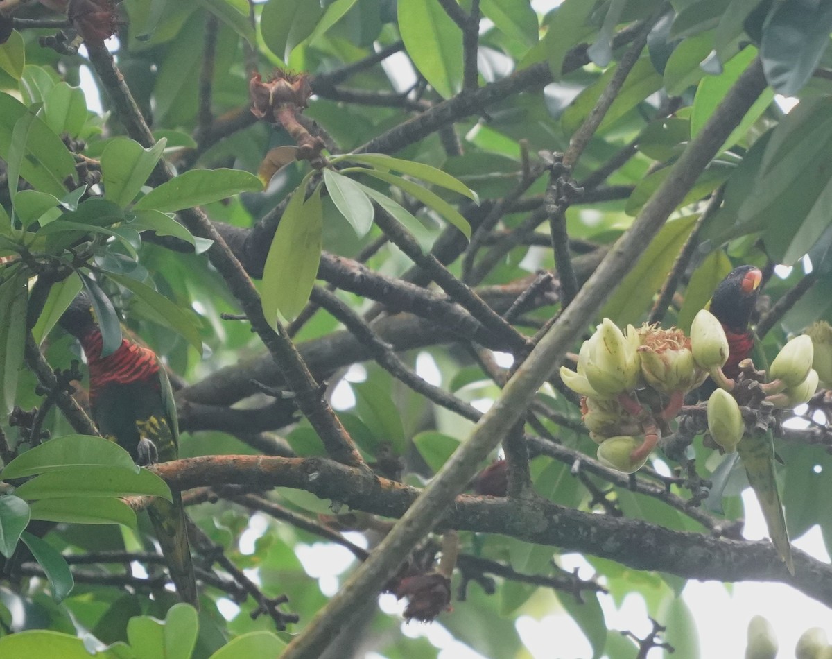 Coconut Lorikeet - ML634465239